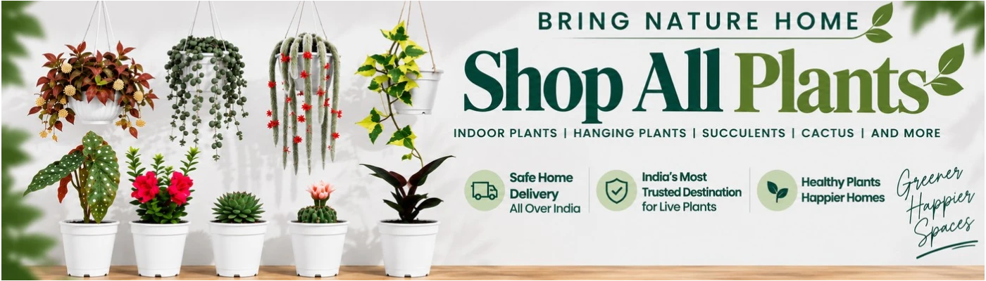 Shop Indoor Plants, Succulents & Cacti