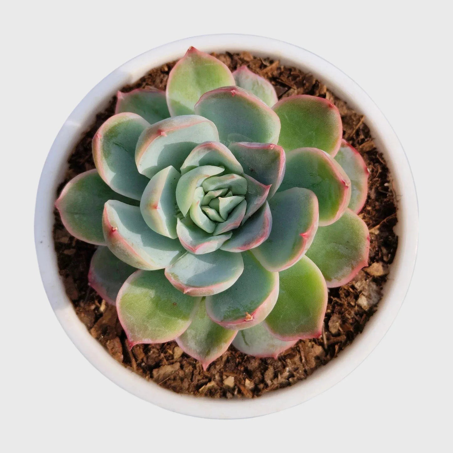Succulent Plant Combo Set of 9 – Colorful Rare Bare-Rooted Succulents with Free Shipping