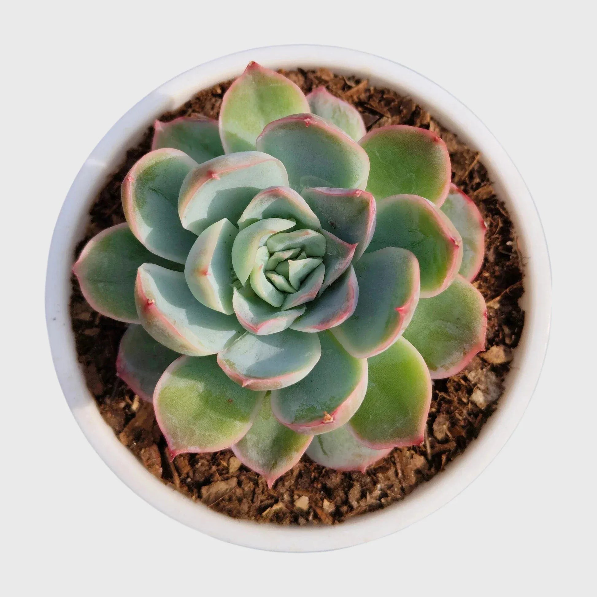 Succulent Plant Combo Set of 9 – Colorful Rare Bare-Rooted Succulents with Free Shipping