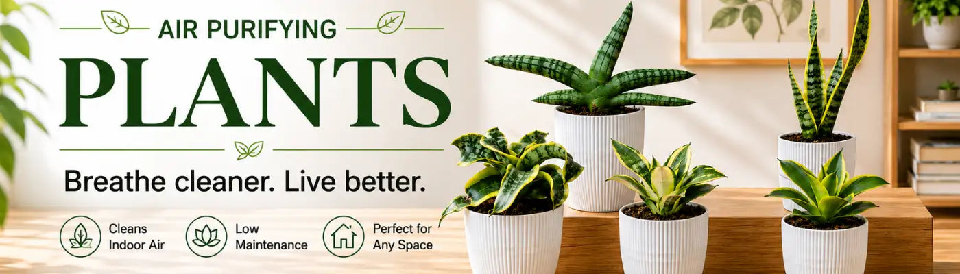 Air Purifying Plants