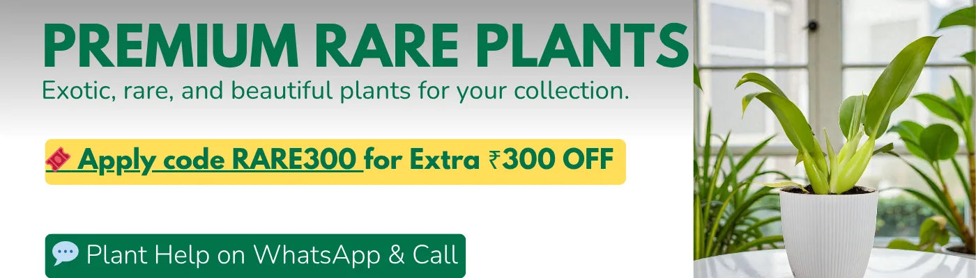 Premium Rare Plants