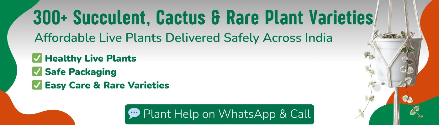 Beginner's Plant