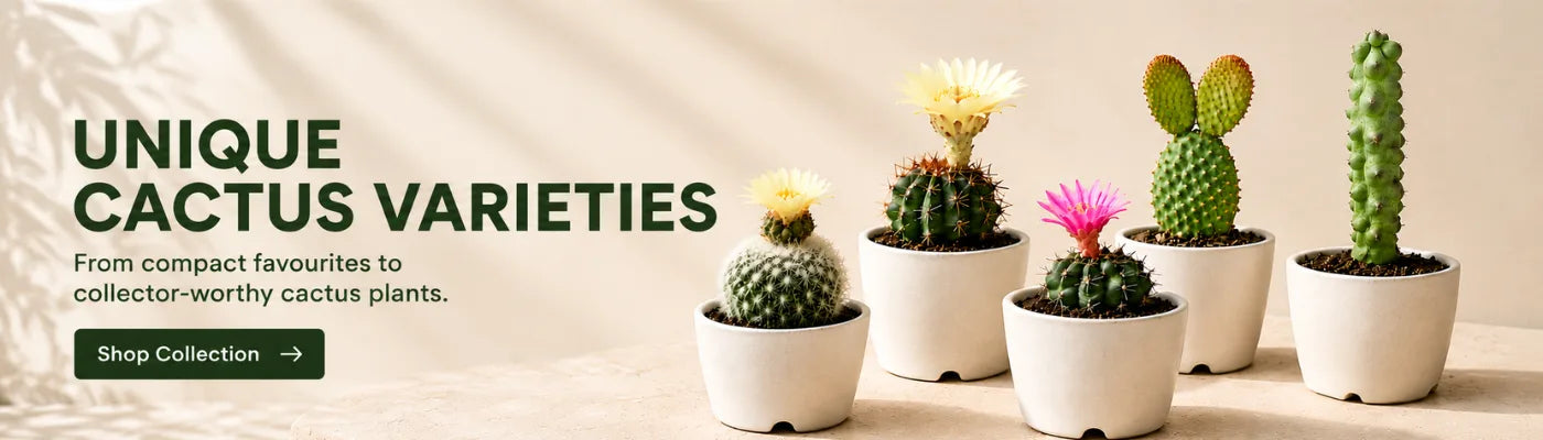 Cacti