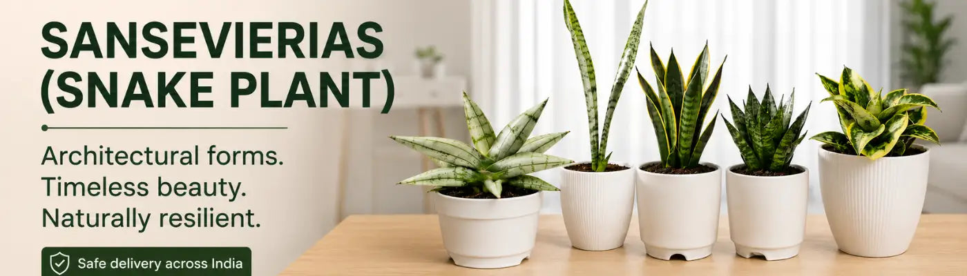 Sansevierias