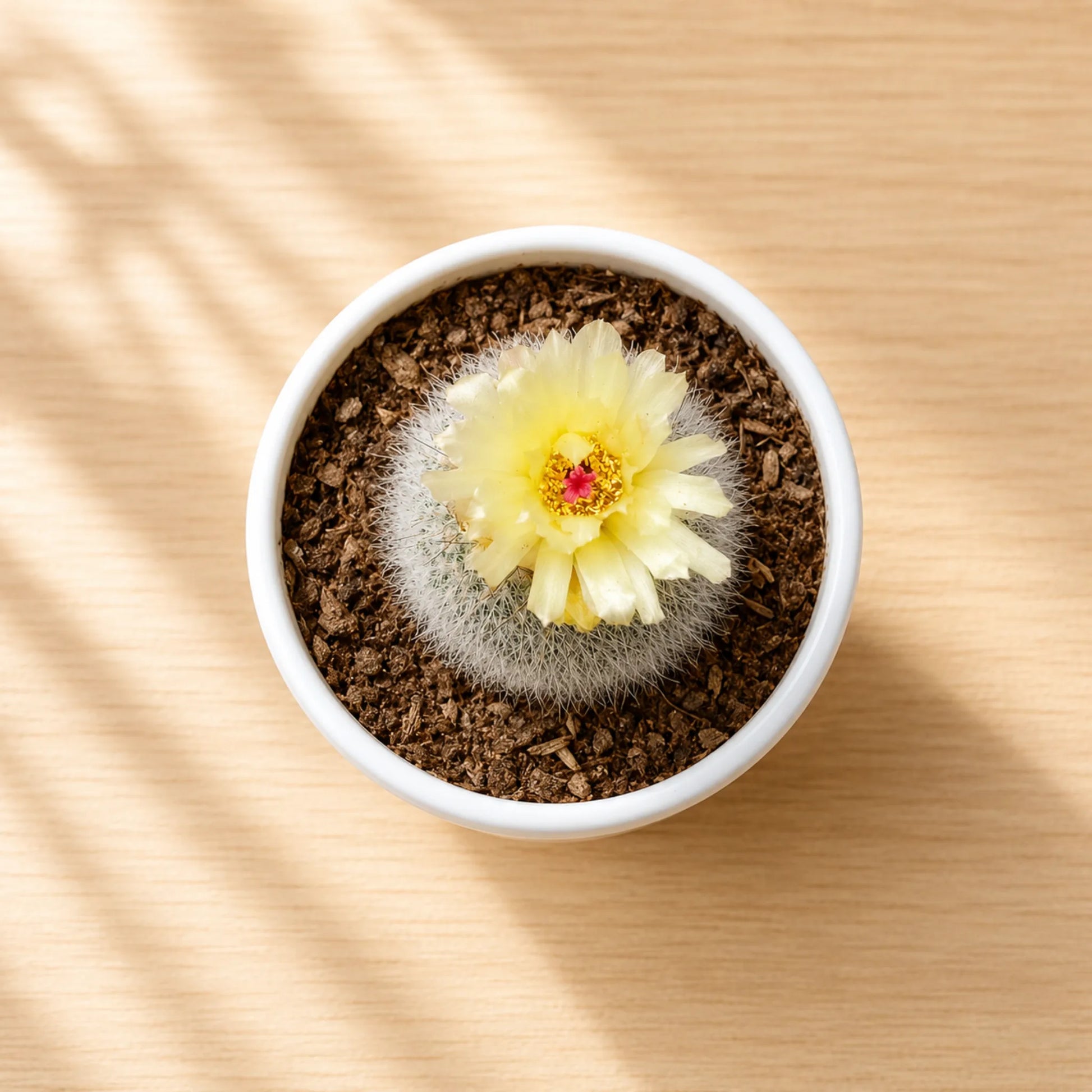 Cactus Combo Set of 4 Mature Well-Rooted Bare-Rooted Plants | Flowering Cactus Collection