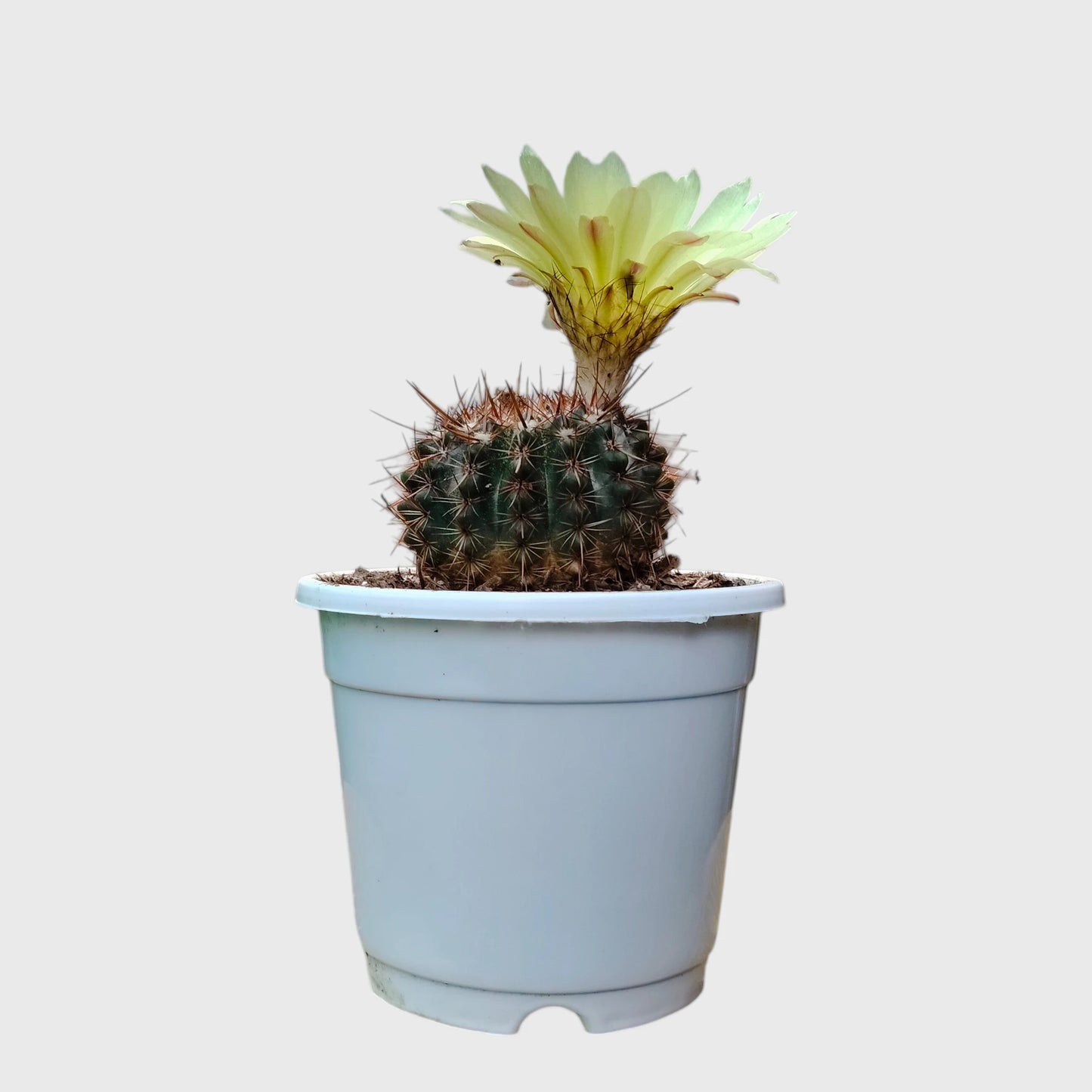 Noto Brown Spine Cactus | Well Rooted Mature Flowering Cactus