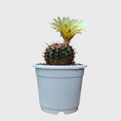 Noto Brown Spine Cactus | Well Rooted Mature Flowering Cactus