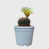 Noto Brown Spine Cactus | Well Rooted Mature Flowering Cactus