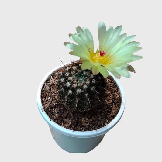 Noto Brown Spine Cactus | Well Rooted Mature Flowering Cactus