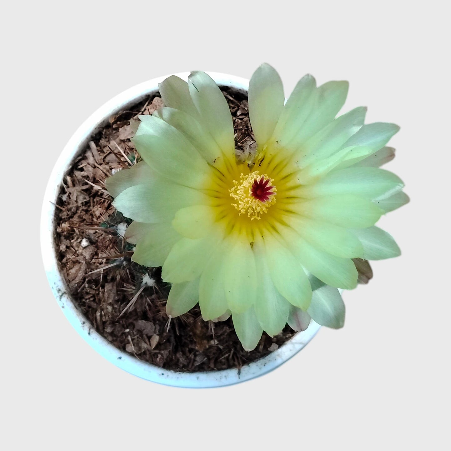 Noto Brown Spine Cactus | Well Rooted Mature Flowering Cactus