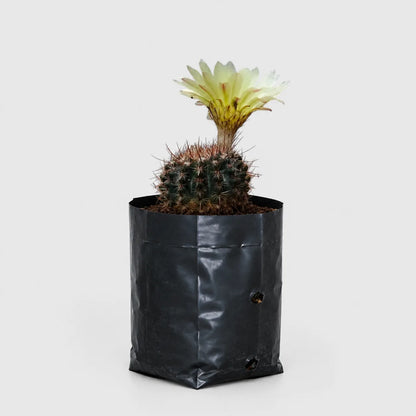 Noto Brown Spine Cactus | Well Rooted Mature Flowering Cactus