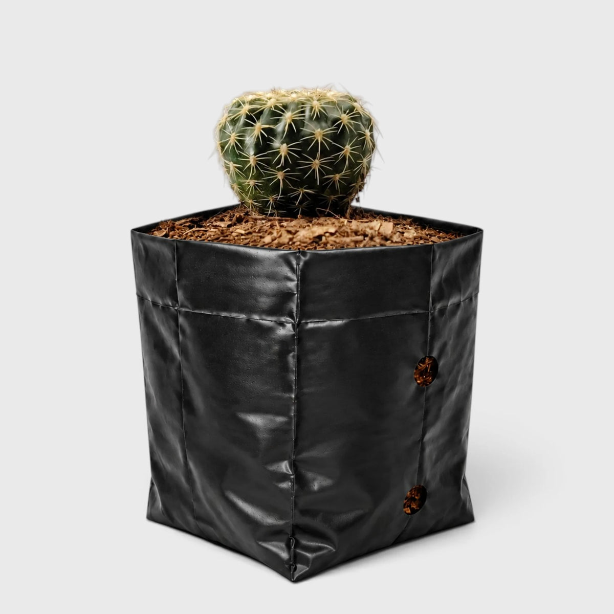 Noto Cactus Hybrid – Striking Succulent for Homes and Gardens