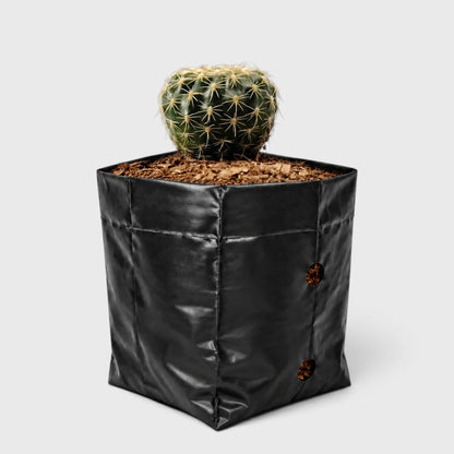 Noto Cactus Hybrid – Striking Succulent for Homes and Gardens