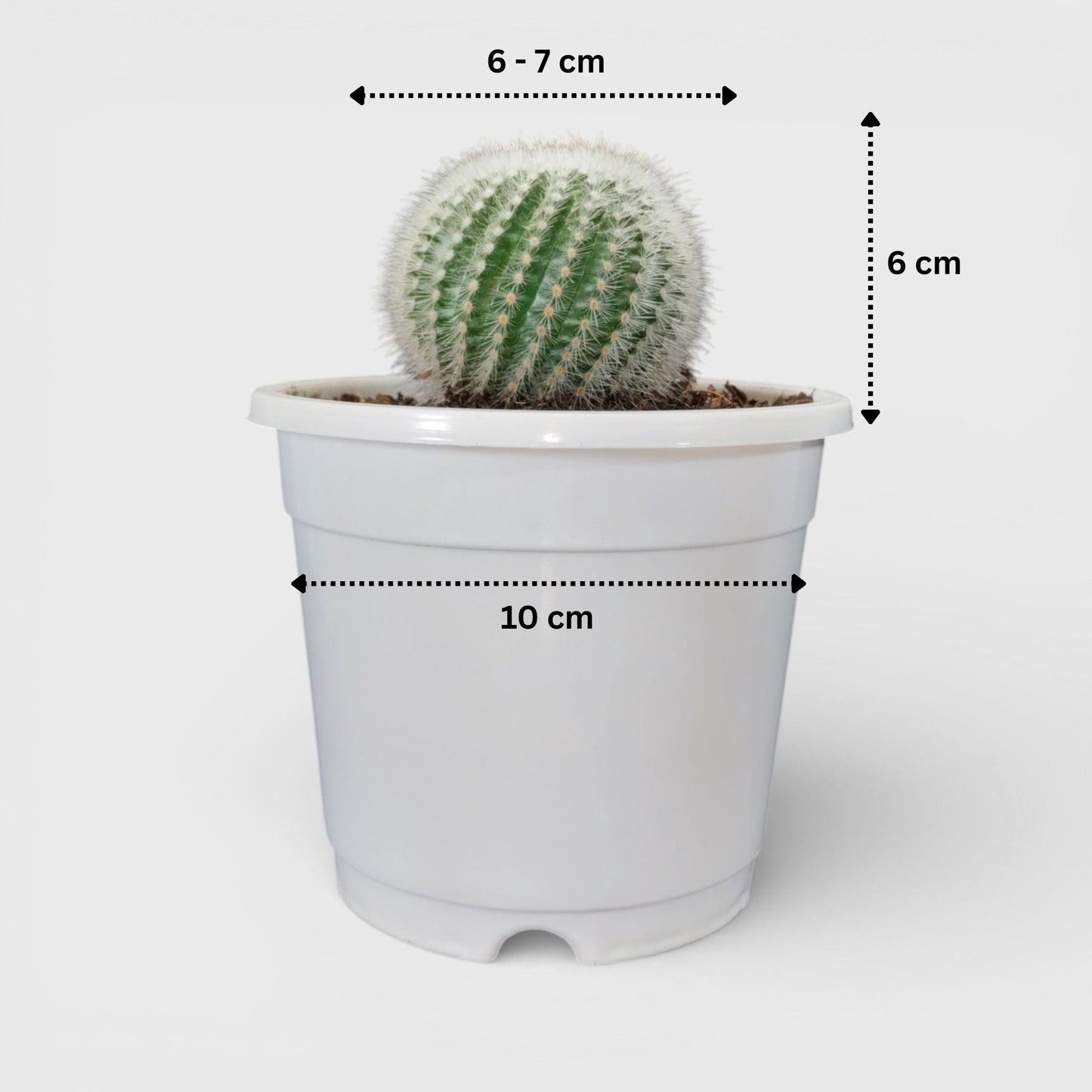 rare-cactus-collection