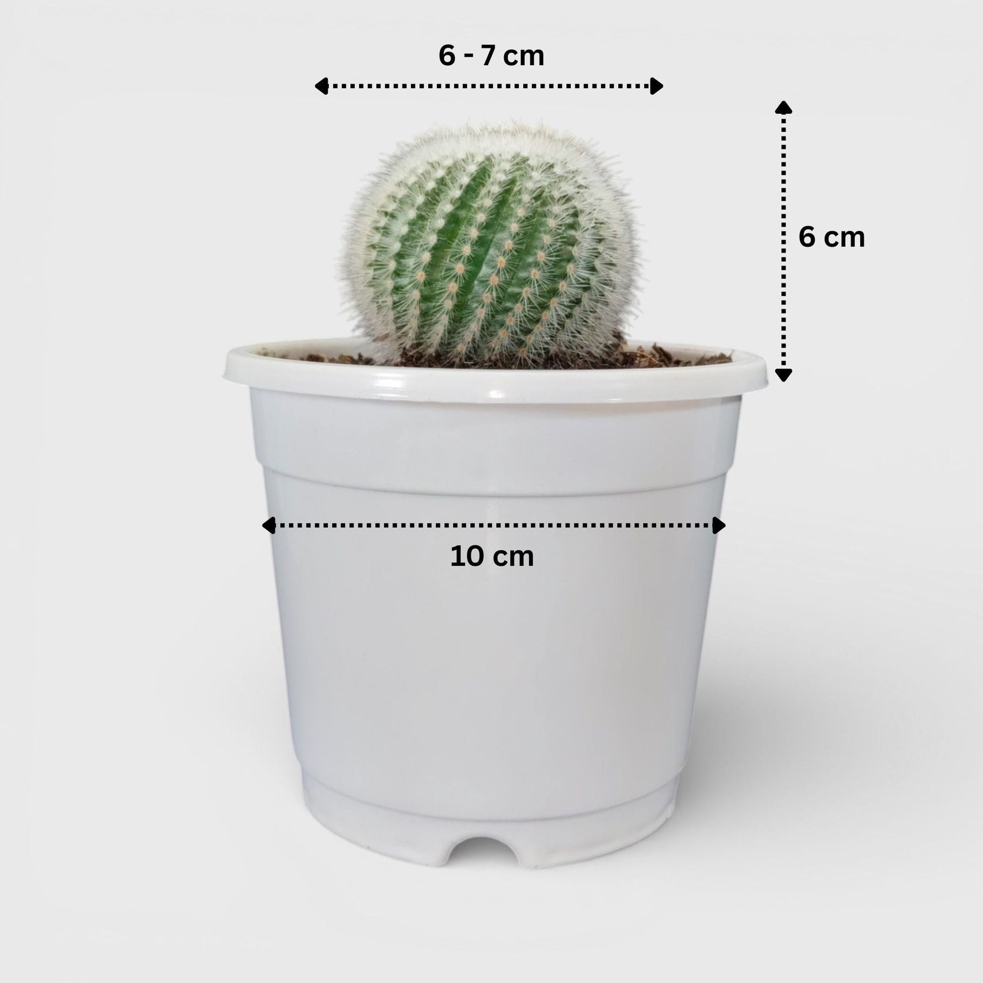 rare-cactus-collection