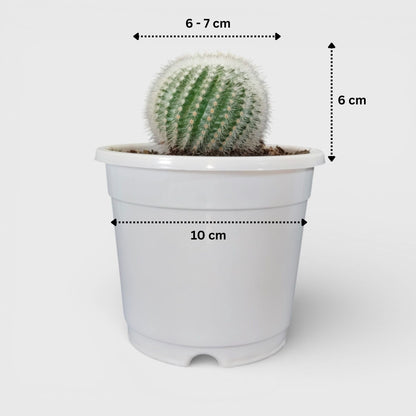 rare-cactus-collection