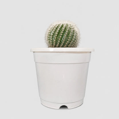 Notocactus Scopa Hybrid | Well Rooted Mature Flowering Cactus