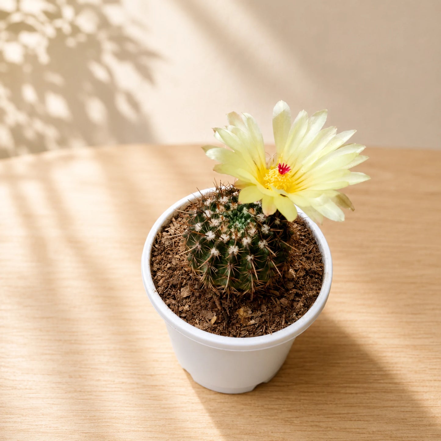 Cactus Combo Set of 4 Mature Well-Rooted Bare-Rooted Plants | Flowering Cactus Collection