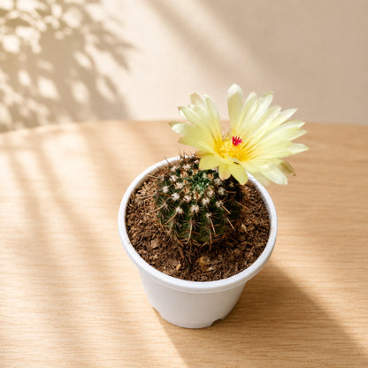 Cactus Combo Set of 4 Mature Well-Rooted Bare-Rooted Plants | Flowering Cactus Collection