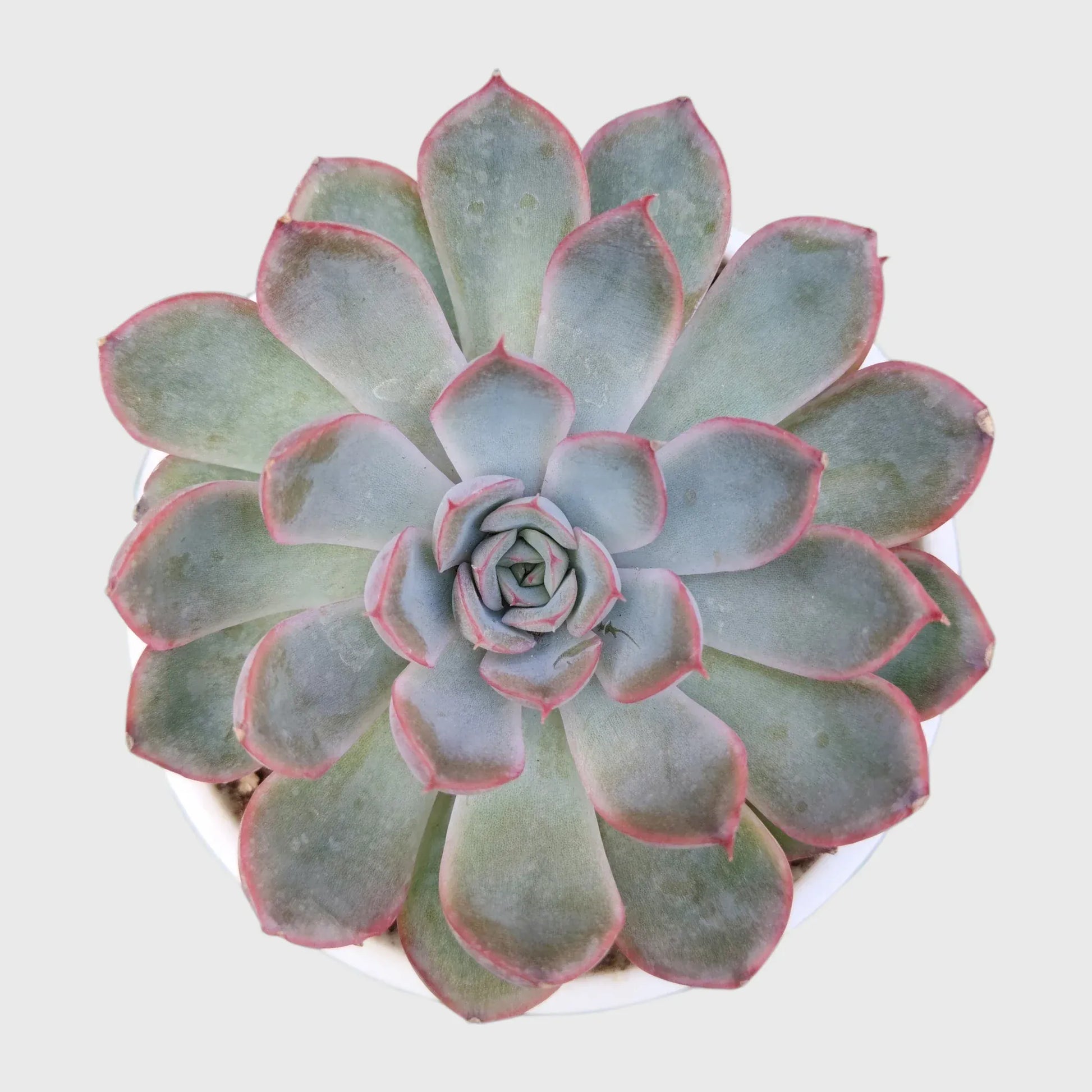 Echeveria Combo Set of 9 | Mature Well Rooted Succulents | Colourful Succulent Collection - Free Shipping