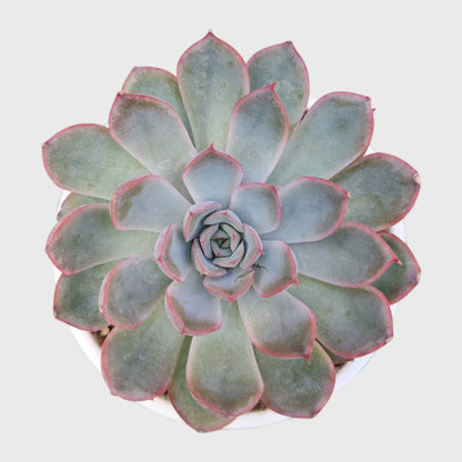 Echeveria Combo Set of 9 | Mature Well Rooted Succulents | Colourful Succulent Collection - Free Shipping