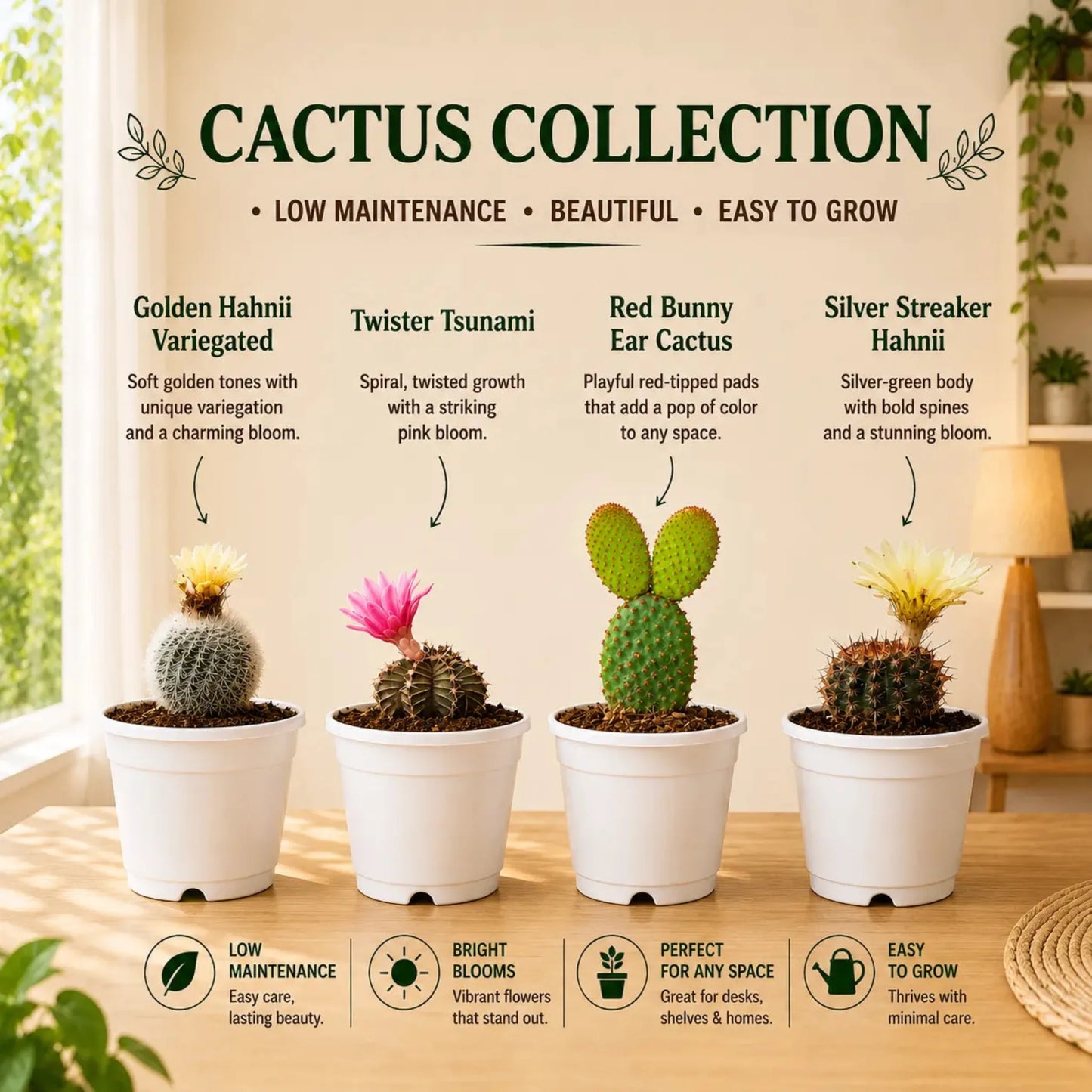 Cactus Combo Set of 4 Mature Well-Rooted Bare-Rooted Plants | Flowering Cactus Collection