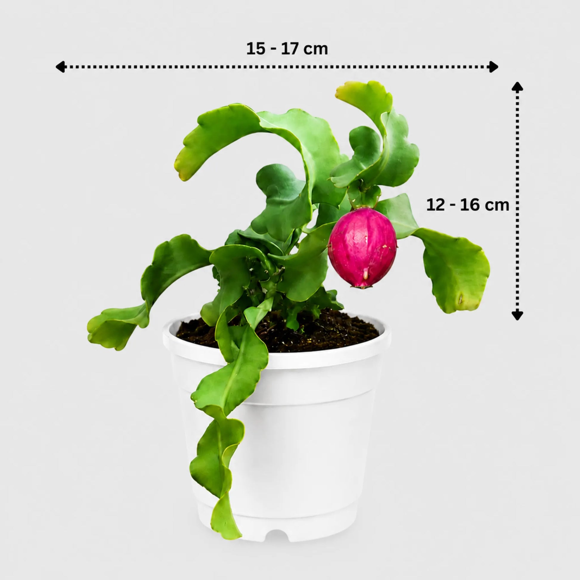 Rare Ornamental Hybrid Dragon Fruit Cactus (Non-Edible) | Well Rooted Mature Hanging Cactus | Bare-Rooted