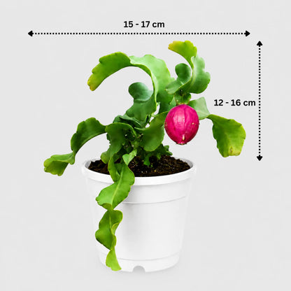 Rare Ornamental Hybrid Dragon Fruit Cactus (Non-Edible) | Well Rooted Mature Hanging Cactus | Bare-Rooted
