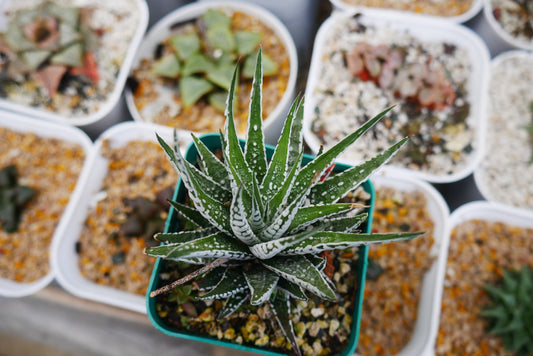 Super White Haworthia Attenuata Zebra – Bare Rooted Live Mature Succulent | Rare White-Striped Rosette | Low-Maintenance Indoor Plant