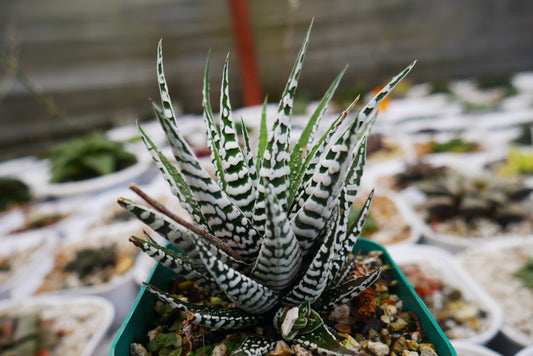 Super White Haworthia Attenuata Zebra – Live Mature Succulent | Rare White Striped Rosette | Low-Maintenance Indoor Plant