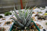 Super White Haworthia Attenuata Zebra – Bare Rooted Live Mature Succulent | Rare White-Striped Rosette | Low-Maintenance Indoor Plant – Bare-Rooted