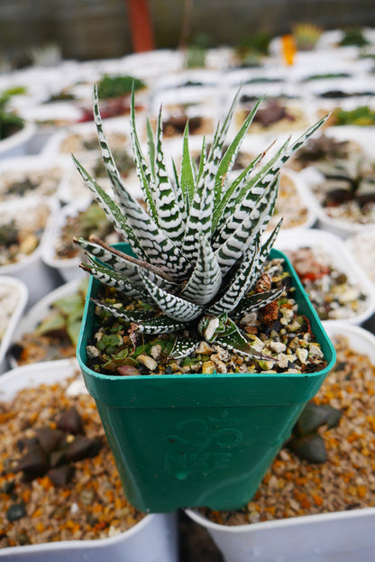 Super White Haworthia Attenuata Zebra – Live Mature Succulent | Rare White Striped Rosette | Low-Maintenance Indoor Plant