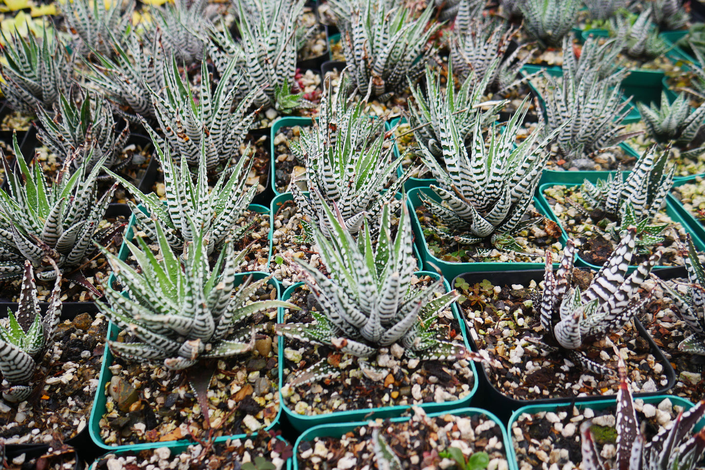Super White Haworthia Attenuata Zebra – Live Mature Succulent | Rare White Striped Rosette | Low-Maintenance Indoor Plant