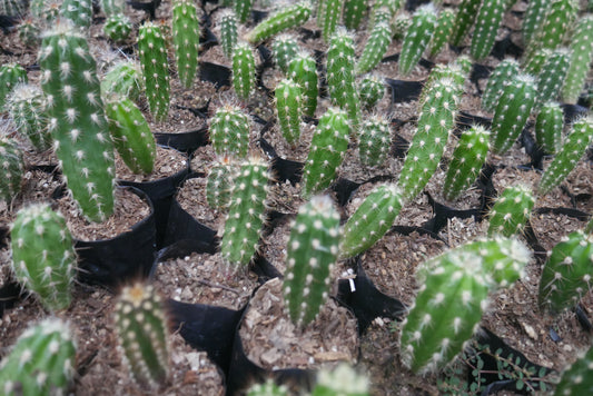 Oreocereus Celsianus (Old Man Cactus – Bare Rooted Live Plant)
