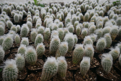 Peruvian Old Man Cactus (Espostoa lanata) Live Plant — Well Rooted & Mature