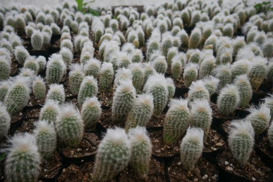 Peruvian Old Man Cactus (Espostoa lanata) Live Plant — Well Rooted & Mature