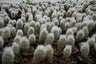 Peruvian Old Man Cactus (Espostoa lanata) Live Plant — Well Rooted & Mature – Bare-Rooted
