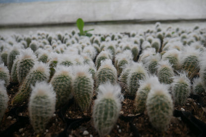 Peruvian Old Man Cactus (Espostoa lanata) Live Plant — Well Rooted & Mature