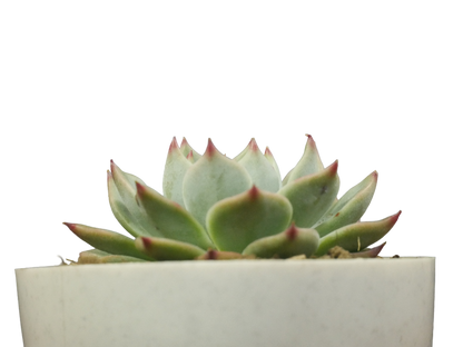 Echeveria Chihuahuaensis (Blue Bird)  Succulent - Tranquil Beauty for Any Space