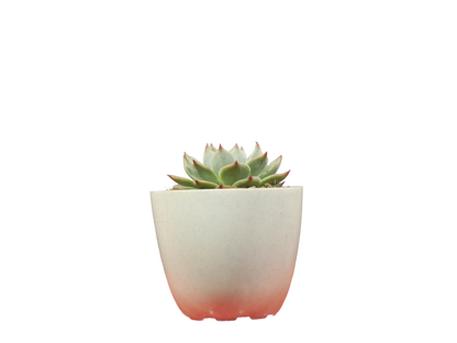 Echeveria Chihuahuaensis (Blue Bird)  Succulent - Tranquil Beauty for Any Space