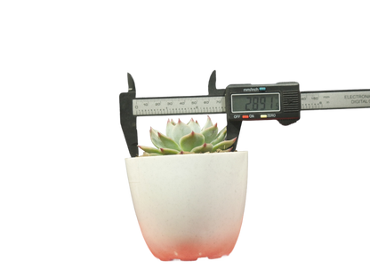 Echeveria Chihuahuaensis (Blue Bird)  Succulent - Tranquil Beauty for Any Space