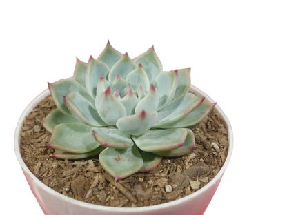 Echeveria Chihuahuaensis (Blue Bird)  Succulent - Tranquil Beauty for Any Space