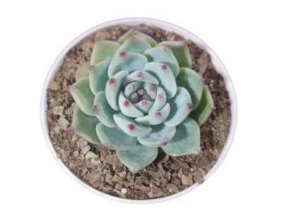 Echeveria Chihuahuaensis (Blue Bird)  Succulent - Tranquil Beauty for Any Space