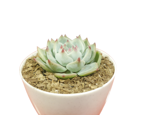 Echeveria Chihuahuaensis (Blue Bird)  Succulent - Tranquil Beauty for Any Space