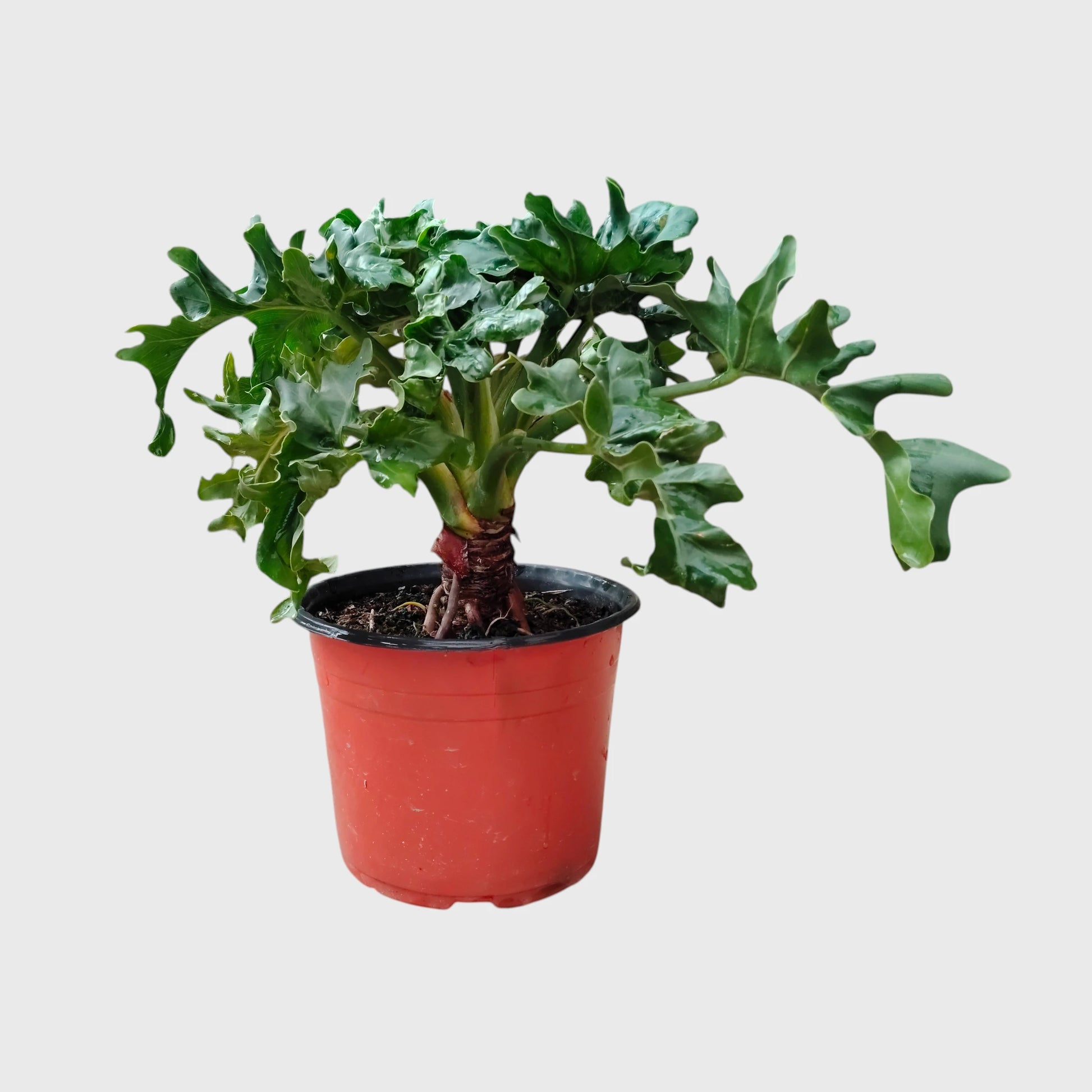 Philodendron Selloum Hybrid Dwarf Big Size Plant | Mature Tropical Foliage Plant
