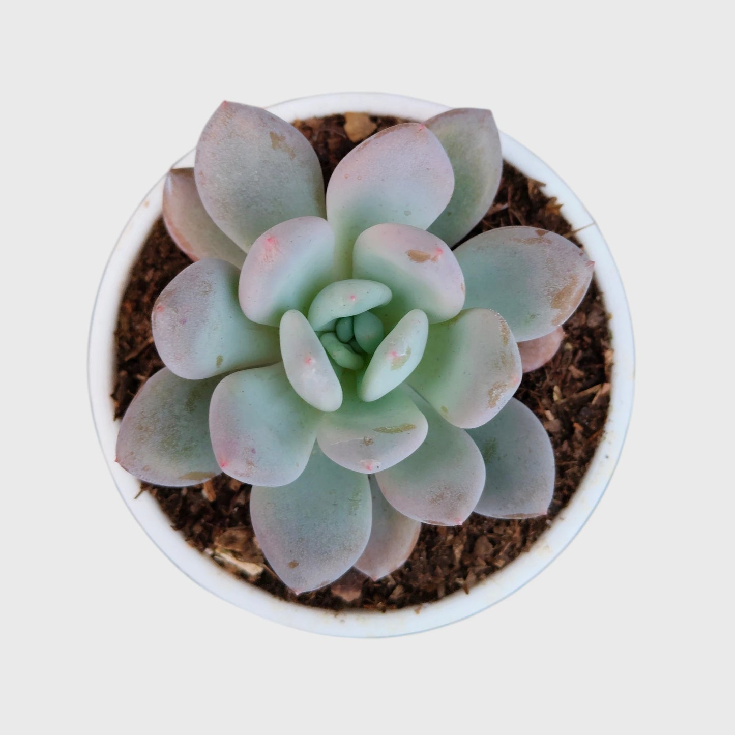Succulent Combo Set of 5 Mature Bare Rooted Plants | Colourful Collector Succulents