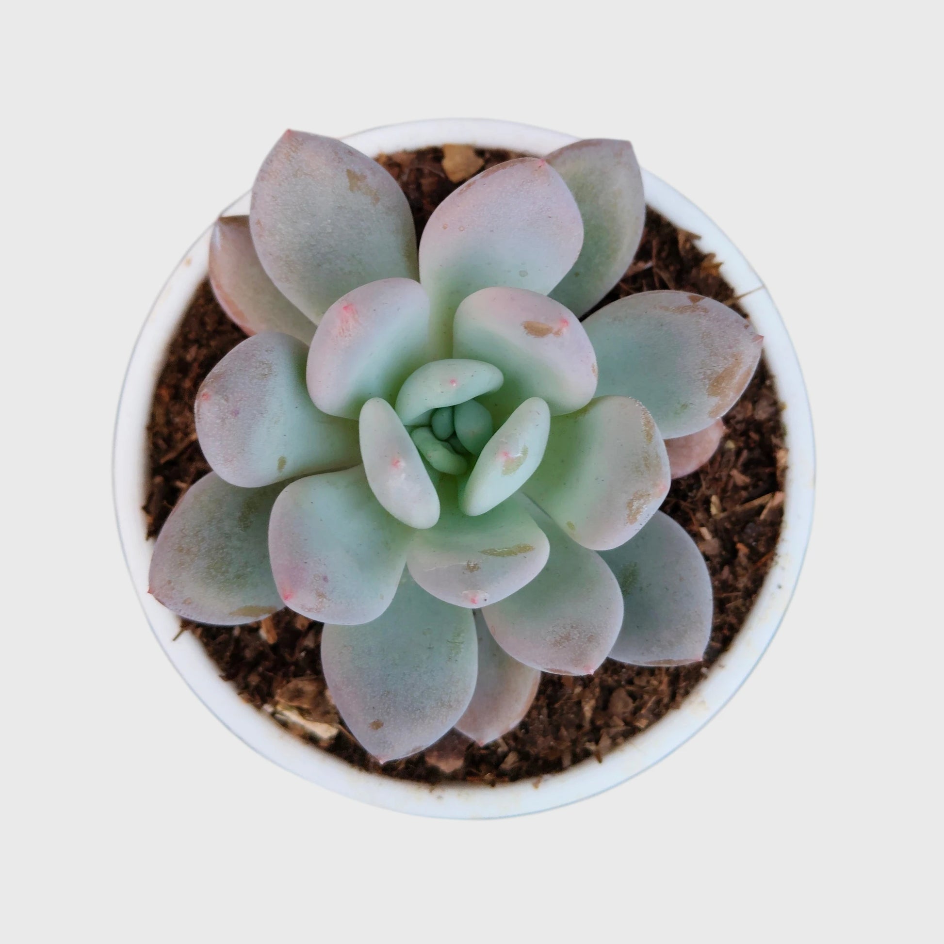 Succulent Combo Set of 5 Mature Bare Rooted Plants | Colourful Collector Succulents
