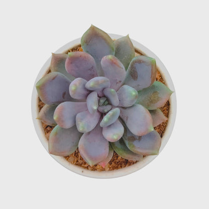 Low Maintenance Succulent Combo Set of 5 with Free Shipping | Bare Rooted Succulent Collection F1