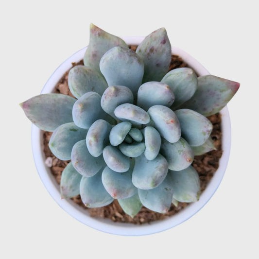 Succulent Plant Combo Set of 9 – Colorful Rare Bare-Rooted Succulents with Free Shipping