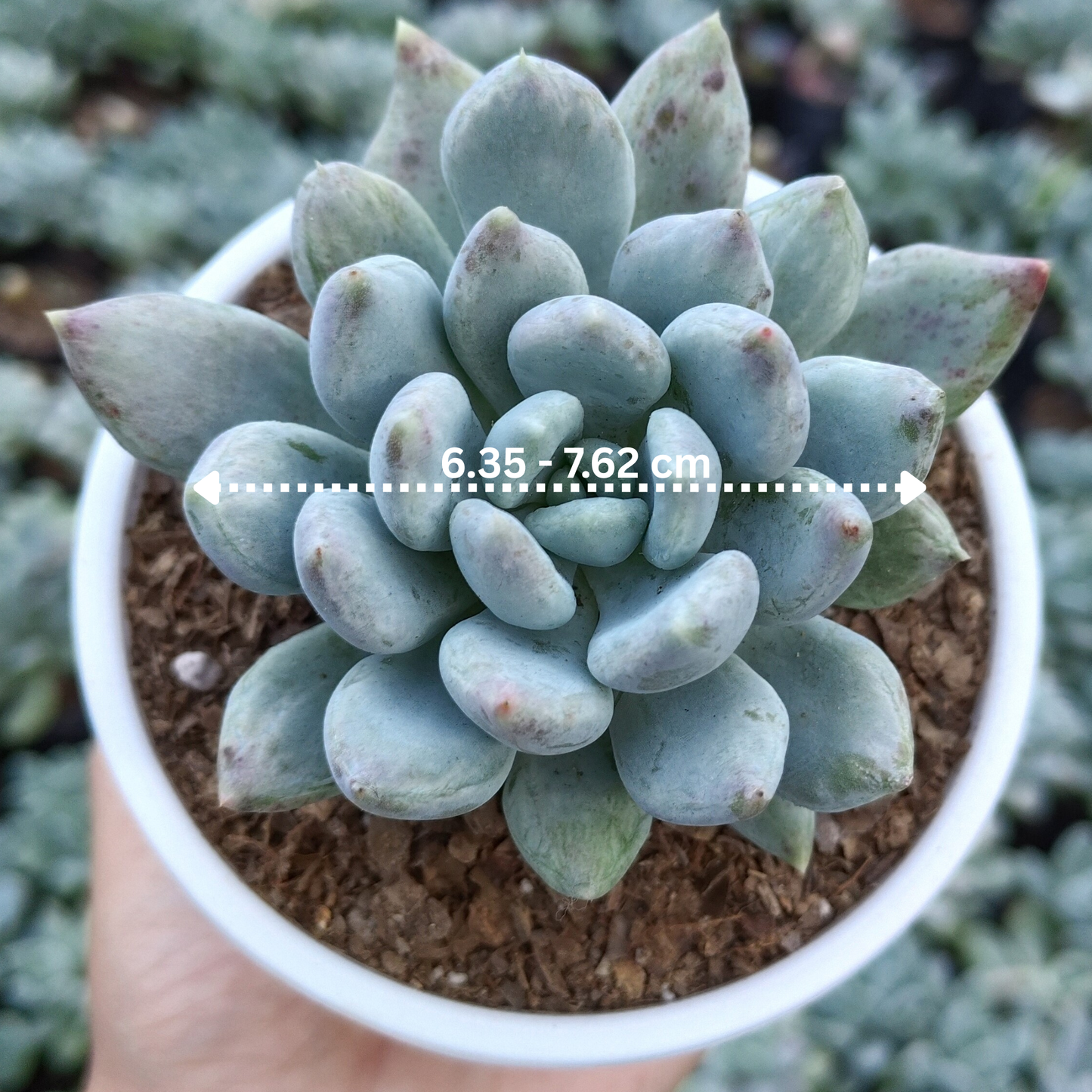 Pachyveria pachyphytoides “Moonstones” | Bare-Rooted – Beautiful Succulent for Home or Office